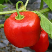 Red Manzano Rocoto Pepper Seeds