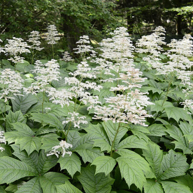 Wildflower Mix Rodgersia Seeds