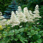 Wildflower Mix Rodgersia Seeds