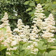 Wildflower Mix Rodgersia Seeds