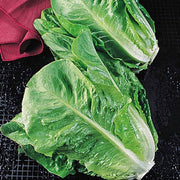 Roman Lettuce Seeds