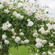 White Fairy Rose Seeds
