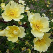Yellow Hugo Rosa Seeds