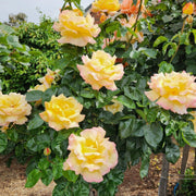 Peace Rose Seeds