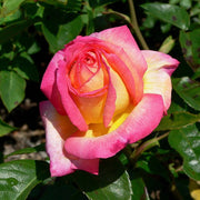 Vibrant Coral-Red Rose Seeds