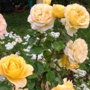 Wildflower Mix Rosa Banksiae Seeds