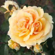 Wildflower Mix Rosa Banksiae Seeds
