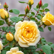 Wildflower Mix Rosa Banksiae Seeds