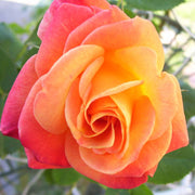 Joseph's Coat Rose Seeds