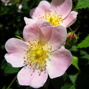 Wild Rose Rosa Laxa Seeds