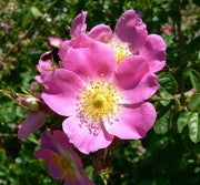 Wild Rose Rosa Laxa Seeds