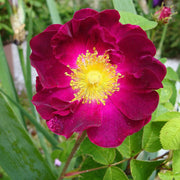 Maroon Rugosa Rose Rosa rugosa Seeds