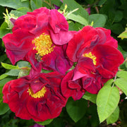 Maroon Rugosa Rose Rosa rugosa Seeds