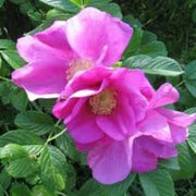 Kartoffelrose Rosa rugosa Seeds