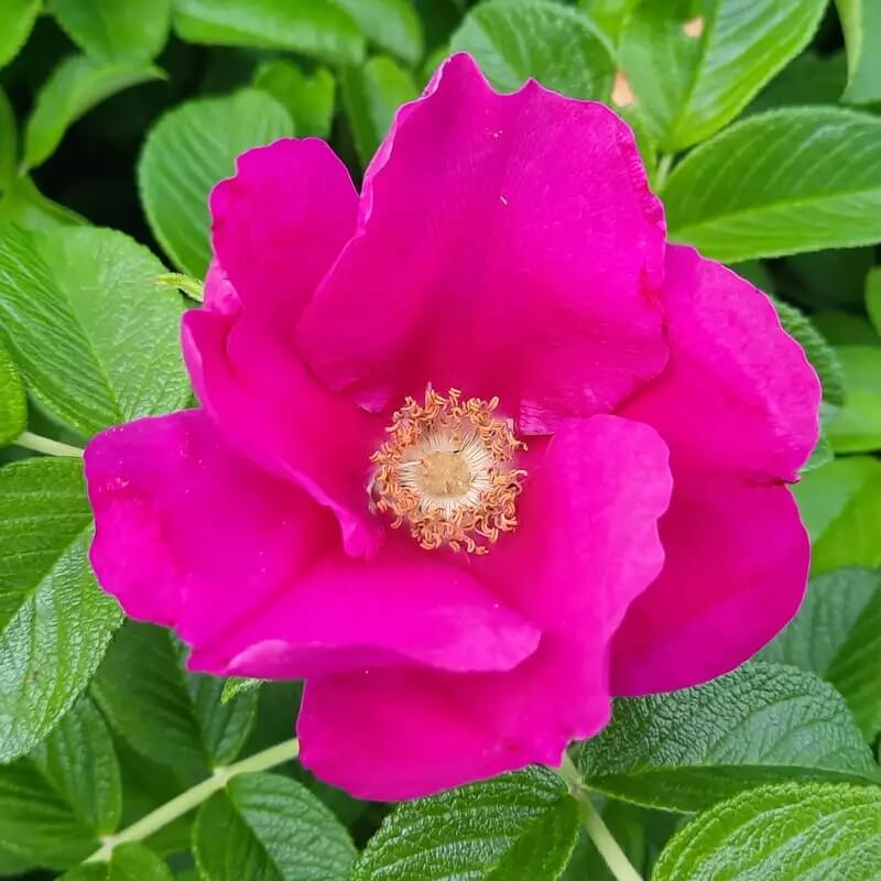 Kartoffelrose Rosa rugosa Seeds