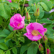 Kartoffelrose Rosa rugosa Seeds