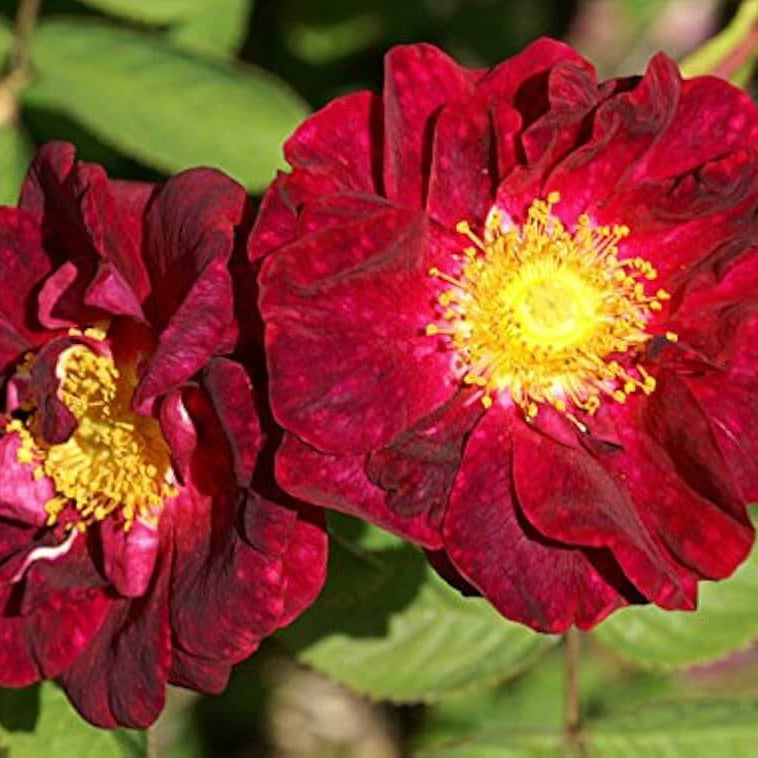 Maroon Rugosa Rose Rosa rugosa Seeds