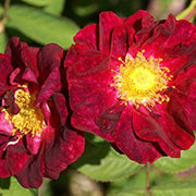 Maroon Rugosa Rose Rosa rugosa Seeds
