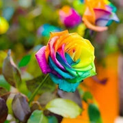 Yellow Rainbow Rosa Seeds