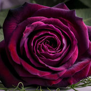 Burgundy Rosa spp. Seeds