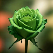 Army Green Rosa spp. Seeds