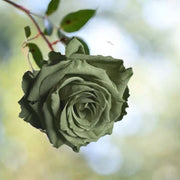 Army Green Rosa spp. Seeds