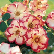 Betty Boop Rosa spp. Seeds