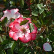 Betty Boop Rosa spp. Seeds