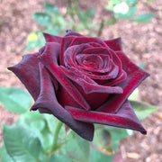 Black Maroon Rosa spp. Seeds