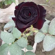 Black Red Climbing Rosa spp. Seeds