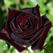 Black Red Climbing Rosa spp. Seeds