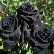 Black Rose Rosa spp. Seeds