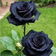 Black Rose Rosa spp. Seeds