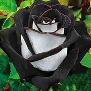 Black & White Rosa spp. Seeds