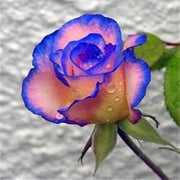 Blue Cream Rosa spp. Seeds
