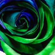 Blue & Green Rosa spp. Seeds