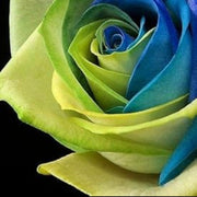 Blue & Green Rosa spp. Seeds
