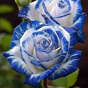 Blue & White Rosa spp. Seeds
