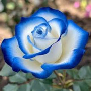 Blue & White Rosa spp. Seeds