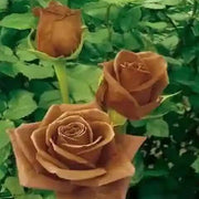 Brown Rosa spp. Seeds