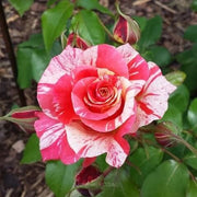 Candy Stripe Rosa spp. Seeds
