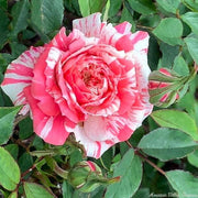 Candy Stripe Rosa spp. Seeds