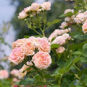 Cream Climbing Rosa spp. Seeds