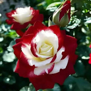 Cream Maroon Rosa spp. Seeds
