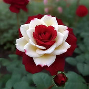 Cream Maroon Rosa spp. Seeds