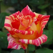 Cream Red Spirit Rosa spp. Seeds