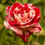 Cream Red Spirit Rosa spp. Seeds