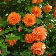 Dark Orange Climbing Rosa spp. Seeds