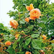 Dark Orange Climbing Rosa spp. Seeds