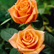 Dark Orange Osiria Rosa spp. Seeds